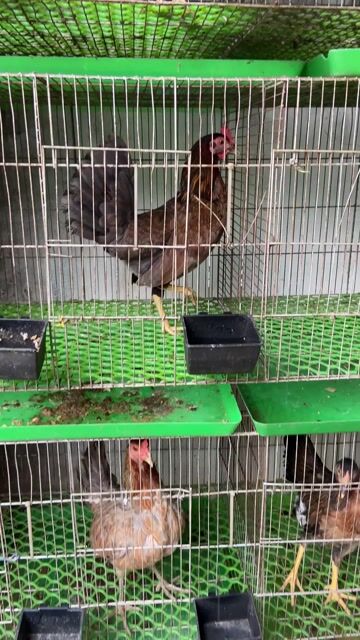Gà Mái tre Cuban 1kg . Mua bán Gà tại Thành phố Thuận An Bình Dương được đăng bởi Hồng phát68 hình 1