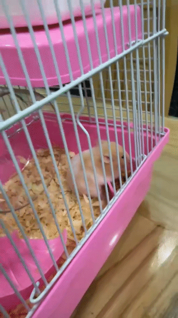 combo 2 Chuột Hamster Bear + chuồng. Mua bán Thú cưng khác tại Quận 7 Tp Hồ Chí Minh được đăng bởi a Linh hình 1