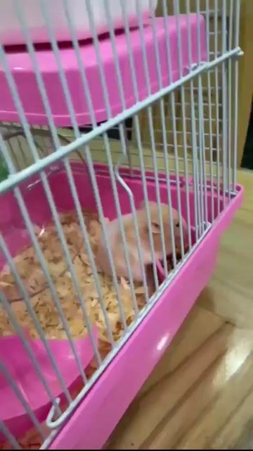 combo 2 Chuột Hamster Bear + chuồng. Mua bán Thú cưng khác tại Quận 7 Tp Hồ Chí Minh được đăng bởi a Linh hình 1