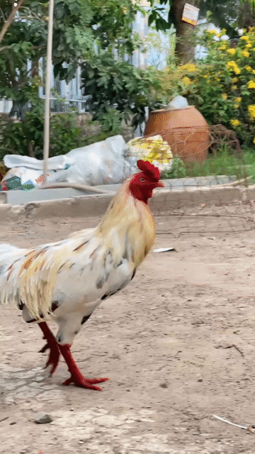 Gà bướm thái mỹ 3.2kg. Mua bán Gà tại Huyện Thanh Bình Đồng Tháp được đăng bởi minh gà cỏ hình 1