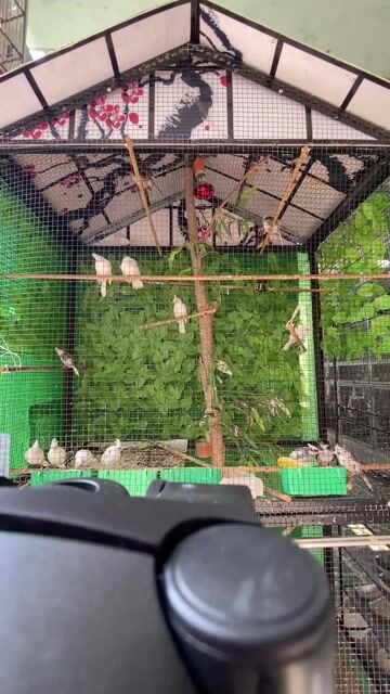 Chào Mào Đột Biến Gen. Mua bán Chim tại Quận 12 Tp Hồ Chí Minh được đăng bởi A Đức hình 1