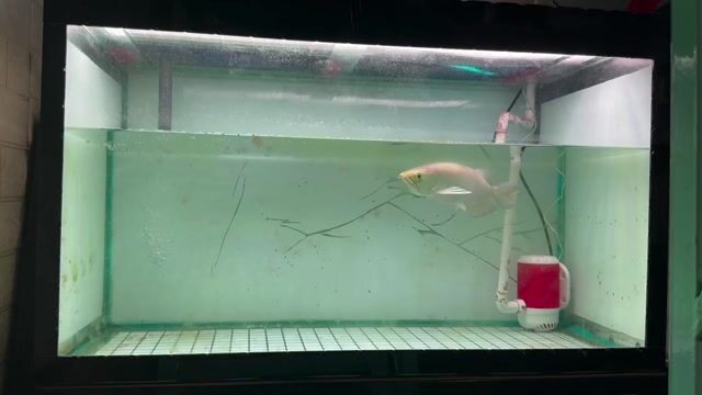 Cá cảnh Kim Long Úc 34-37cm. Mua bán Thú cưng khác tại Quận 7 Tp Hồ Chí Minh được đăng bởi Quốc Khải  hình 1