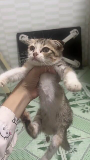 Mèo Anh lông ngắn lai Cái Vàng, trắng, xám. Mua bán Mèo tại Thành phố Thủ Đức Tp Hồ Chí Minh được đăng bởi Nguyễn trúc hình 1