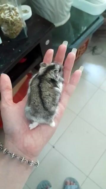 Chuột Hamster Trắng Xám. Mua bán Thú cưng khác tại Quận Sơn Trà Đà Nẵng được đăng bởi Nguyễn Đình Bằng hình 1