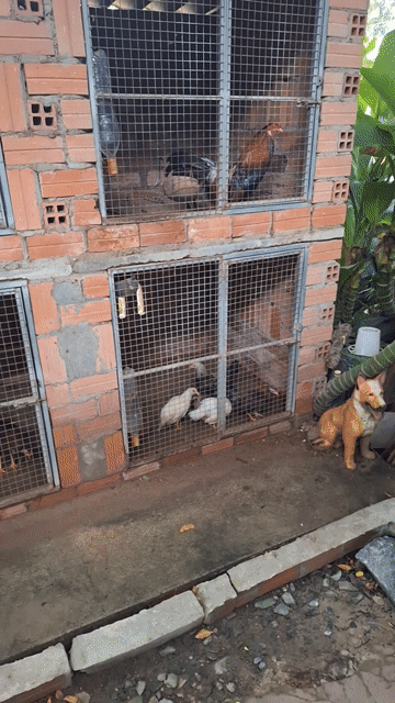 Gà trống Nâu đỏ đực. Mua bán Gà tại Huyện Hòa Thành Tây Ninh được đăng bởi thaivisa  hình 1