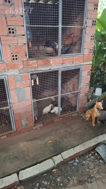 Gà trống Nâu đỏ đực. Mua bán Gà tại Huyện Hòa Thành Tây Ninh được đăng bởi thaivisa  hình 1
