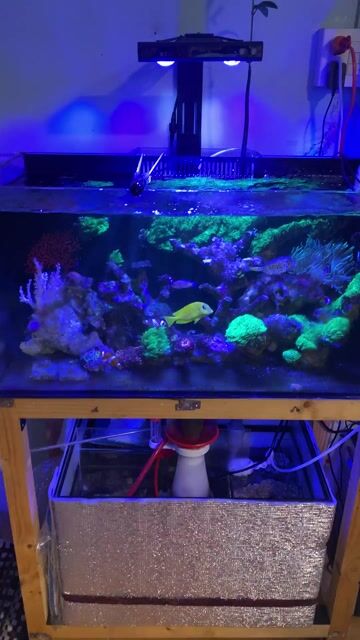 Hồ cá cảnh Kính Gỗ 84x40x40 cm. Mua bán Phụ kiện, Thức ăn, Dịch vụ tại Quận Bình Thuỷ Cần Thơ được đăng bởi Trong Vo hình 1