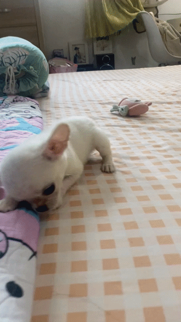Chihuahua - màu xịn - hiếm, đầu táo, siêu đáng yêu. Mua bán Chó tại Quận Gò Vấp Tp Hồ Chí Minh được đăng bởi Lê Phú hình 1