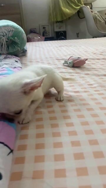 Chihuahua - màu xịn - hiếm, đầu táo, siêu đáng yêu. Mua bán Chó tại Quận Gò Vấp Tp Hồ Chí Minh được đăng bởi Lê Phú hình 1