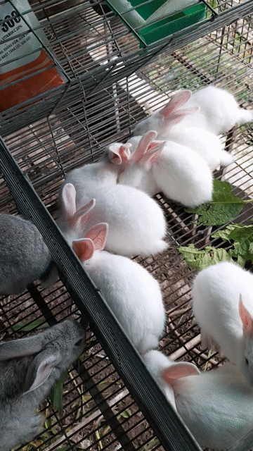 Thỏ con Trắng trên 500g. Mua bán Thú cưng khác tại Huyện Mang Thít Vĩnh Long được đăng bởi thuận mua vừa bán hình 1