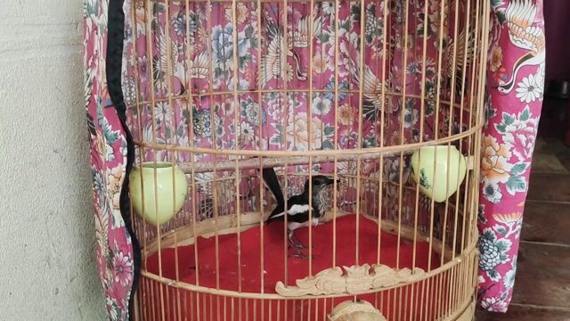 choè than chuyền. Mua bán Chim tại Quận Gò Vấp Tp Hồ Chí Minh được đăng bởi GAS BẾP GIÁ SỈ TOÀN QUỐC  hình 1