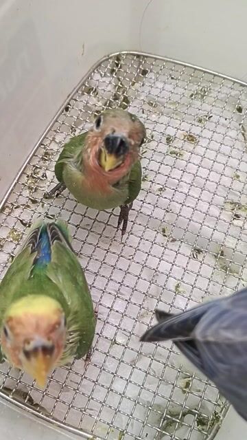 Vẹt lovebird non Xanh lá. Mua bán Chim tại Quận Bình Tân Tp Hồ Chí Minh được đăng bởi nguyen van tam hình 1