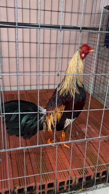 chuối cuban asil tơ. Mua bán Gà tại Quận 5 Tp Hồ Chí Minh được đăng bởi Linh Ha hình 1