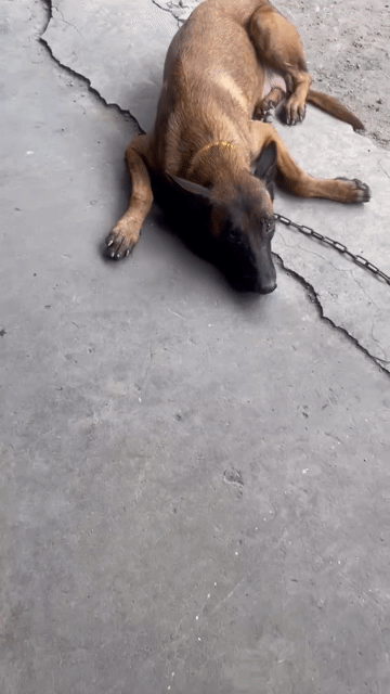Chó Malinois cái đẻ 1 lứa. Mua bán Chó tại Thành phố Thuận An Bình Dương được đăng bởi Văn thưởng Nguyễn hình 1