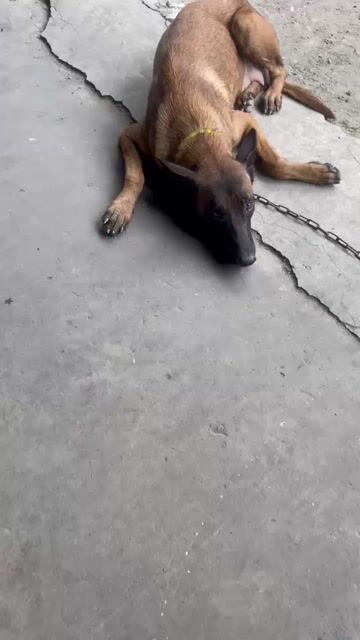 Chó Malinois cái đẻ 1 lứa. Mua bán Chó tại Thành phố Thuận An Bình Dương được đăng bởi Văn thưởng Nguyễn hình 1
