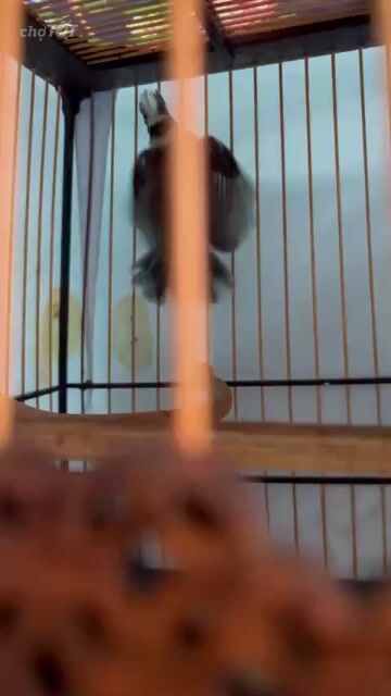 Chim chào mào non 20 ngày khỏe mạnh. Mua bán Chim tại Huyện Hóc Môn Tp Hồ Chí Minh được đăng bởi Hân Gia hình 1