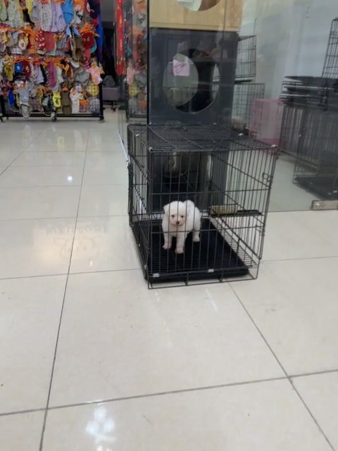 Chó Poodle Trắng. Mua bán Chó tại Quận Cẩm Lệ Đà Nẵng được đăng bởi Nguyễn Hữu Anh Vũ hình 1