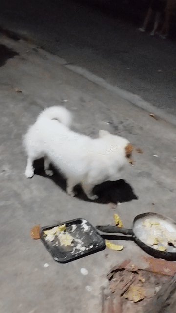 Chó Phốc Sóc lông xù Trắng. Mua bán Chó tại Thị xã Bến Cát Bình Dương được đăng bởi Hung Tran hình 1