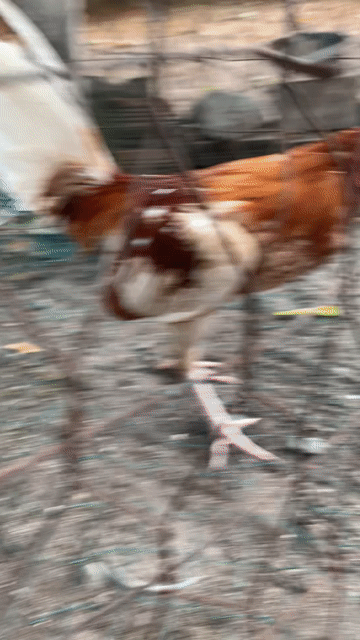 Gà tre trống Nâu trắng. Mua bán Gà tại Thị xã Bến Cát Bình Dương được đăng bởi vũ hình 1