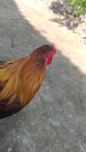 Gà trống Nâu vàng 1.2kg. Mua bán Gà tại Huyện Long Điền Bà Rịa - Vũng Tàu được đăng bởi Trần gia luân hình 1