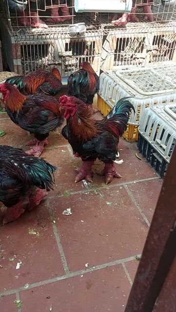 Gà đông tảo đủ mọi lứa tuổi. Mua bán Gà tại Quận 12 Tp Hồ Chí Minh được đăng bởi ĐÔNG TẢO QUANG HẢI APD Q12 hình 1