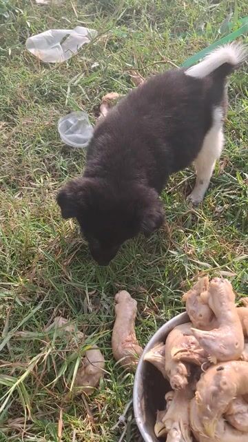 Chó xù cái 3.5kg trên 2 tháng. Mua bán Chó tại Quận 5 Tp Hồ Chí Minh được đăng bởi Bán Gà Tre hình 1