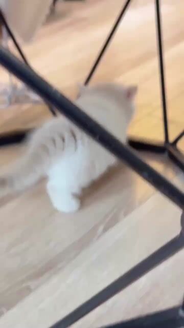 Mèo Munchkin đực 2 tháng 1 mũi. Mua bán Mèo tại Thành phố Thủ Đức Tp Hồ Chí Minh được đăng bởi Âu Minh Huy hình 1