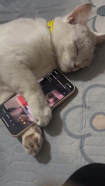 4,5-5kg, mèo đực LGBT. Mua bán Mèo tại Huyện Nam Trực Nam Định được đăng bởi Lê Thiện hình 1