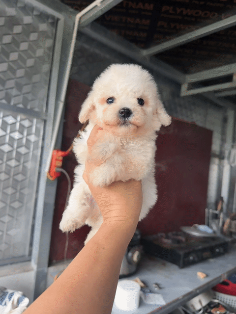 Chó Poodle trắng 2 tháng. Mua bán Chó tại Huyện Cẩm Giàng Hải Dương được đăng bởi Đào Thị Phương hình 1