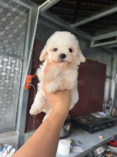 Chó Poodle trắng 2 tháng. Mua bán Chó tại Huyện Cẩm Giàng Hải Dương được đăng bởi Đào Thị Phương hình 1