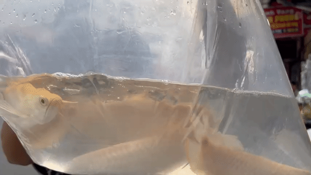 Cá cảnh Ngân Long Albino size 3x. Mua bán Thú cưng khác tại Quận Bình Tân Tp Hồ Chí Minh được đăng bởi Nguyễn Sơn  hình 1