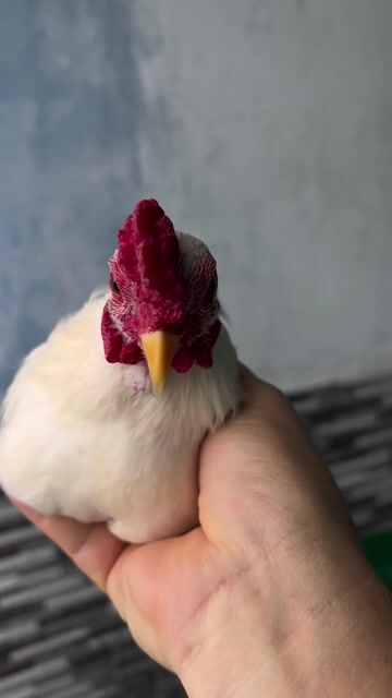 Chia 1 trống nhạng 11 tháng. Mua bán Gà tại Quận Phú Nhuận Tp Hồ Chí Minh được đăng bởi Lê Anh Thắng hình 1