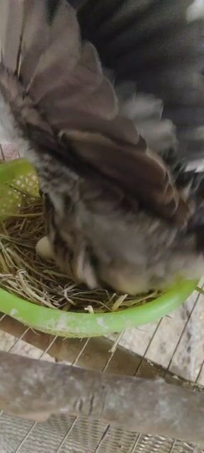 Vịt xiêm nhiều màu cả hai. Mua bán Thú cưng khác tại Huyện Dương Minh Châu Tây Ninh được đăng bởi Cún Con   hình 1