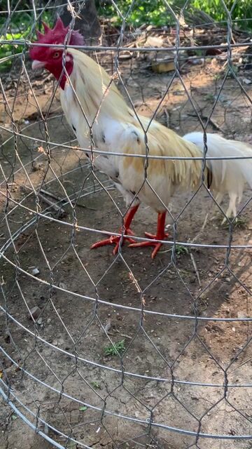 Gà chọi Trắng 3.2kg. Mua bán Gà tại Huyện Càng Long Trà Vinh được đăng bởi Nguyễn Ngọc Trân hình 1