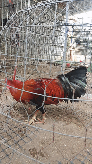 gà đều. Mua bán Gà tại Huyện Thoại Sơn An Giang được đăng bởi Tuan anh hình 1