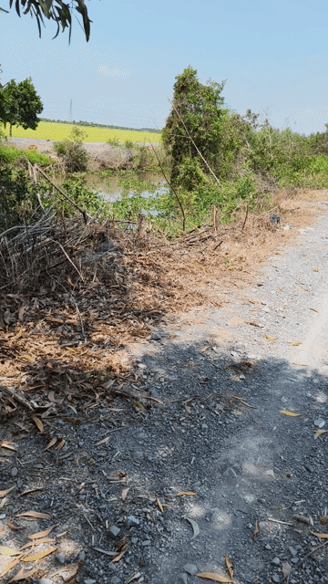 Mua bán Đất Huyện Thủ Thừa Long An diện tích 50000 m² giá 8,25 tỷ