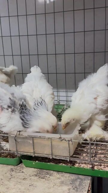 Gà Kì lân   Cao to Thuần chủng. Mua bán Gà tại Thành phố Thủ Đức Tp Hồ Chí Minh được đăng bởi Gà Kì Lân Thủ Đức hình 1
