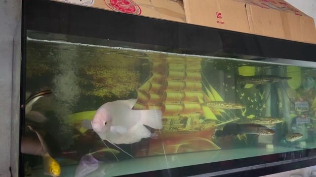 hồ cá thanh lí rẻ. Mua bán Thú cưng khác tại Thành phố Long Khánh Đồng Nai được đăng bởi Thuận Đoàn hình 1