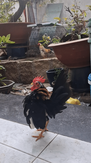 Gà cảnh trống Đen trắng. Mua bán Gà tại Thành phố Thủ Đức Tp Hồ Chí Minh được đăng bởi Duy Lân Ngô hình 1