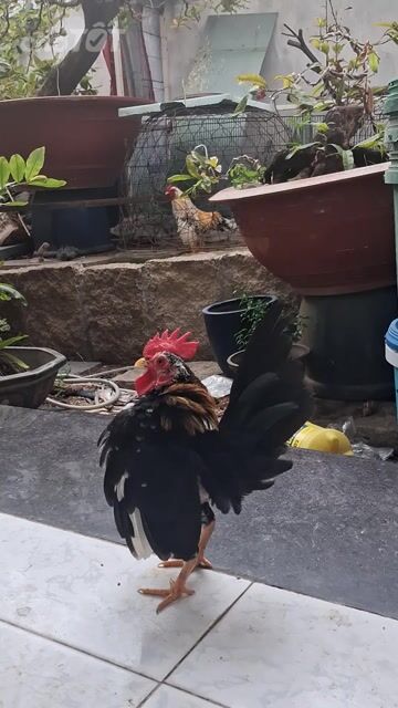 Gà cảnh trống Đen trắng. Mua bán Gà tại Thành phố Thủ Đức Tp Hồ Chí Minh được đăng bởi Duy Lân Ngô hình 1