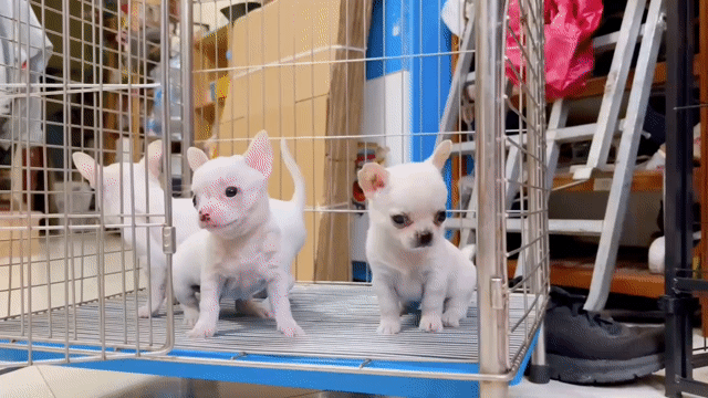 Chó Chihuahua trắng đực. Mua bán Chó tại Quận Gò Vấp Tp Hồ Chí Minh được đăng bởi Biên Nguyên hình 1