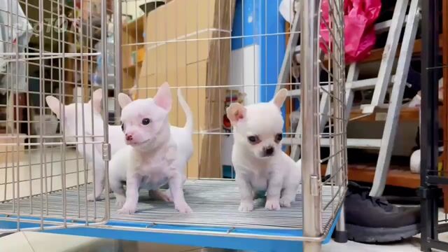 Chó Chihuahua trắng đực. Mua bán Chó tại Quận Gò Vấp Tp Hồ Chí Minh được đăng bởi Biên Nguyên hình 1