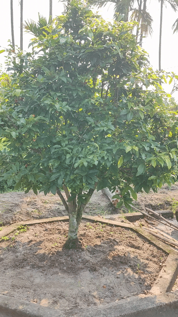 Mai đột xanh Quảng Nam 55cm Xanh lá. Mua bán Cây cảnh, đồ trang trí tại Huyện Thăng Bình Quảng Nam được đăng bởi Nam hình 1