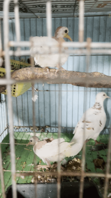 Chim cu gáy thái. Mua bán Chim tại Thị xã Tân Uyên Bình Dương được đăng bởi Lộc hình 1