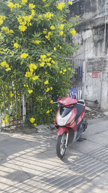 Bán xe Honda Click màu Đỏ. Mua bán Xe máy tại Quận Tân Phú Tp Hồ Chí Minh được đăng bởi Xe Máy Lâm 290 hình 1