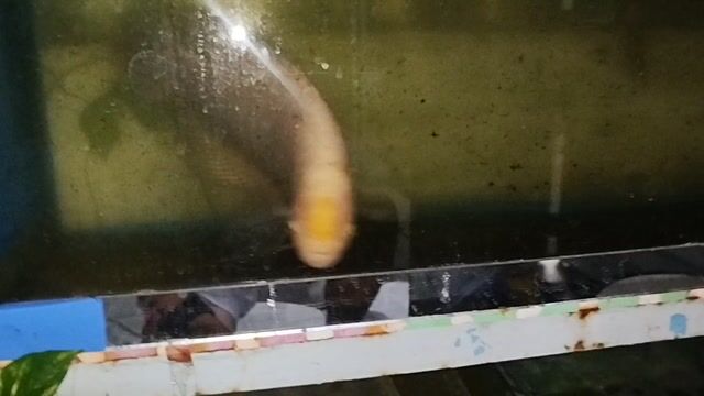 Cá Phát Tài Vàng nhạt Tốt. Mua bán Thú cưng khác tại Quận 8 Tp Hồ Chí Minh được đăng bởi Taan Huyy hình 1