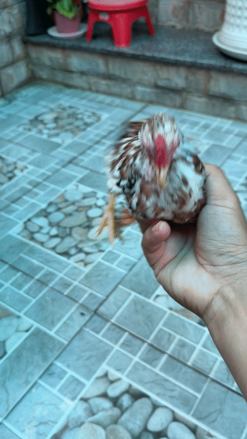 Gà kiểng Nâu trắng Khỏe mạnh. Mua bán Gà tại Huyện Nhà Bè Tp Hồ Chí Minh được đăng bởi LÊ VĂN GIÀU hình 1