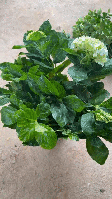 Cây cảnh Cẩm tú cầu. Mua bán Cây cảnh, đồ trang trí tại Huyện Sông Lô Vĩnh Phúc được đăng bởi Nhà vườn Ngọc Trang hình 1