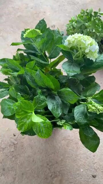 Cây cảnh Cẩm tú cầu. Mua bán Cây cảnh, đồ trang trí tại Huyện Sông Lô Vĩnh Phúc được đăng bởi Nhà vườn Ngọc Trang hình 1