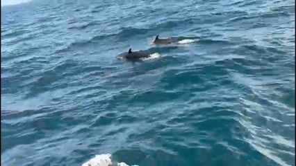 Artisanal Snorkeling Boat Tour for up to 4 Guests